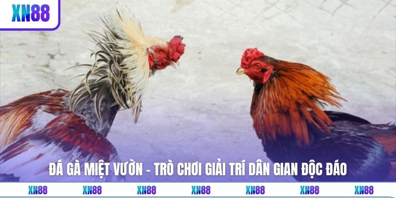 Đá Gà Miệt Vườn - Trò Chơi Giải Trí Dân Gian Độc Đáo